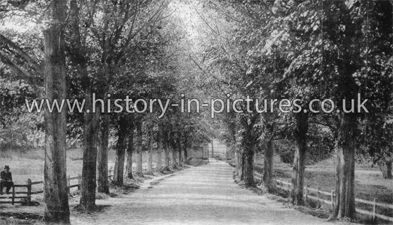 Avenue to The Park, Saffron Walden, Essex. c.1903